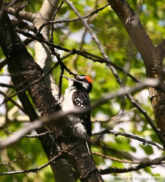 Woodpecker