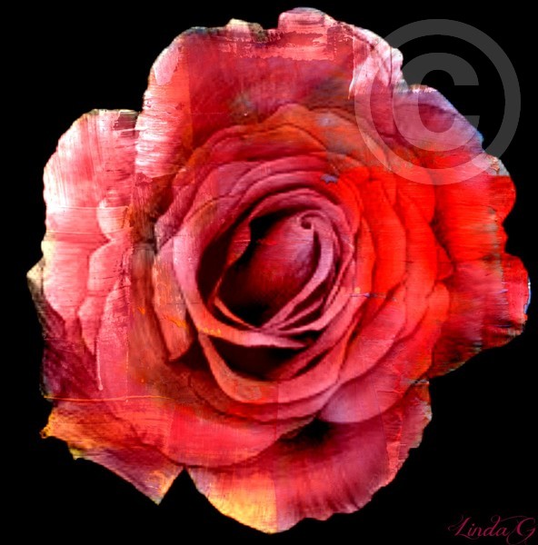 Tri Color Rose