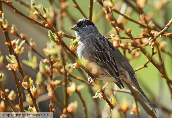 Golden-Crowned Sparrow