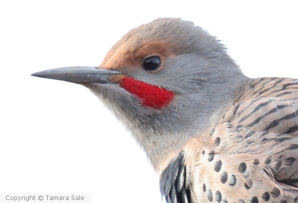 Red-shafted Flicker