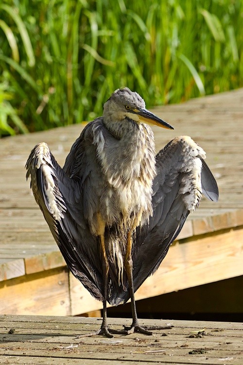 The Flasher
