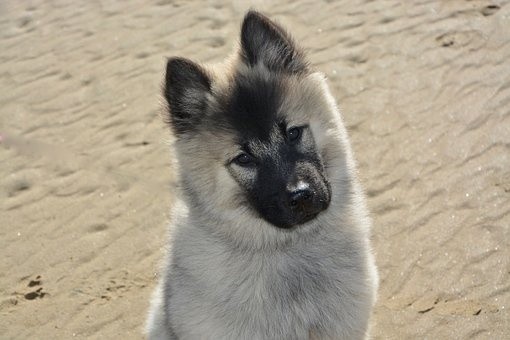 puppies (40)