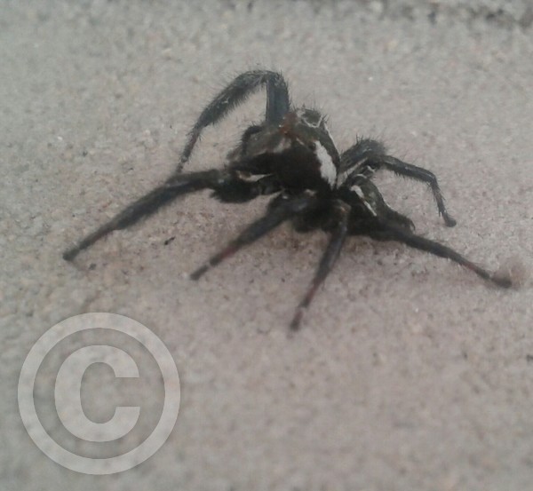 spiders