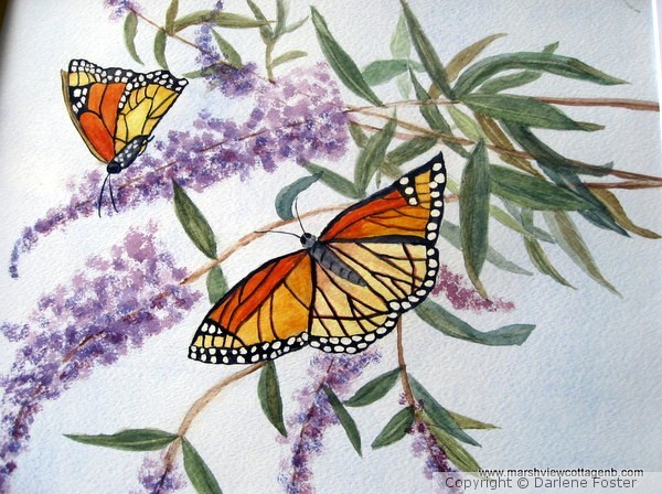 Monarch Butterfly