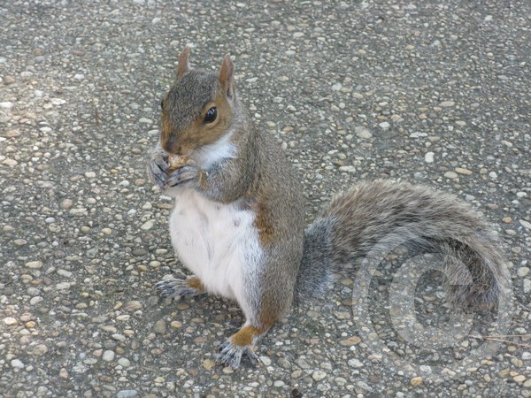 squirrel