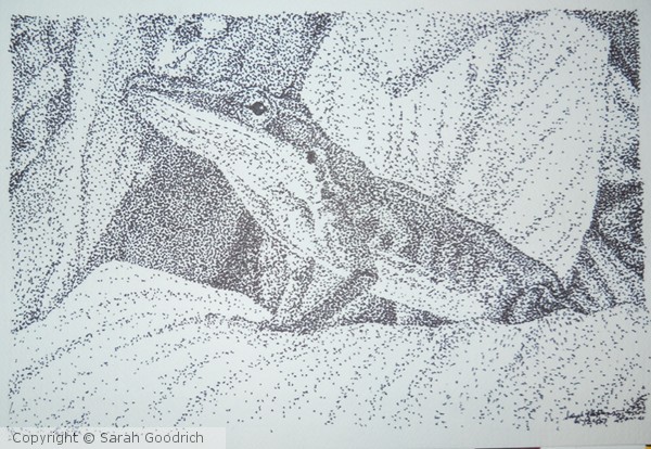Regal Anole