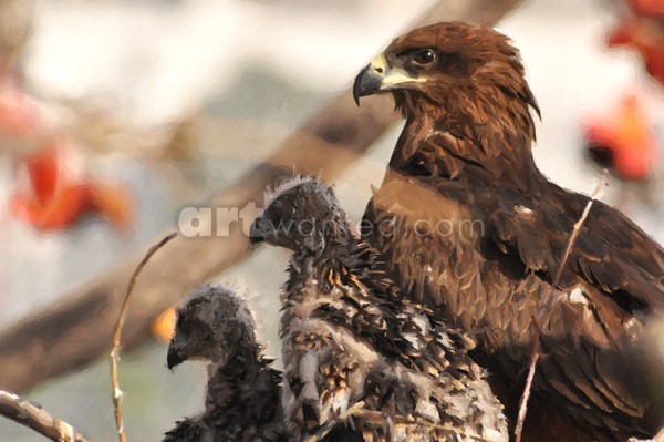 BLACK KITE 2