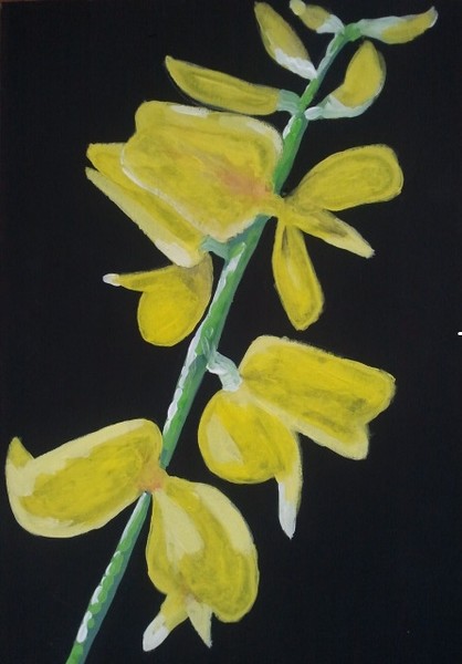 Broom blooming- la ginestra 
