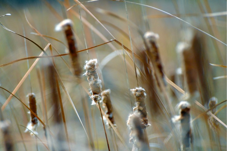Cattails in the Summer Breeze