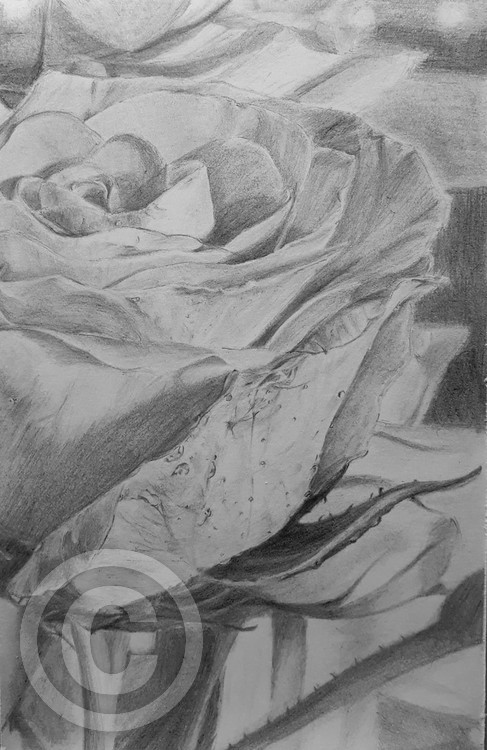 Small sized borderless Rose Print
