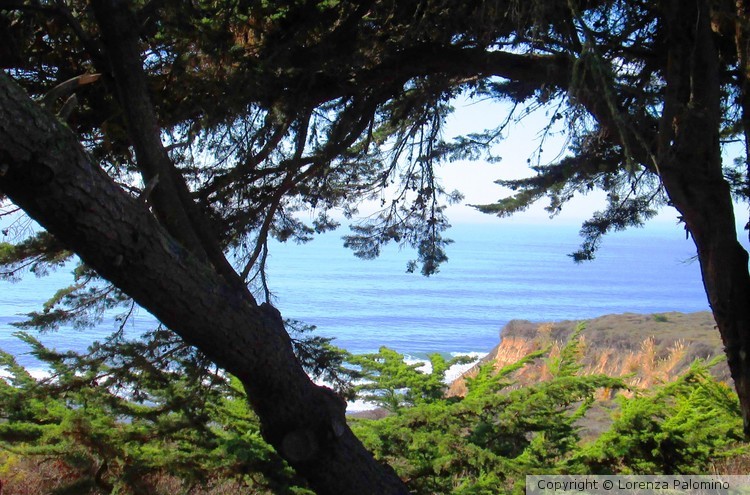 From Behind Trees