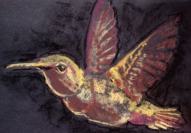Anna's Hummingbird Drawing