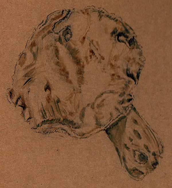 Fried Chicken Mushroom Drawing