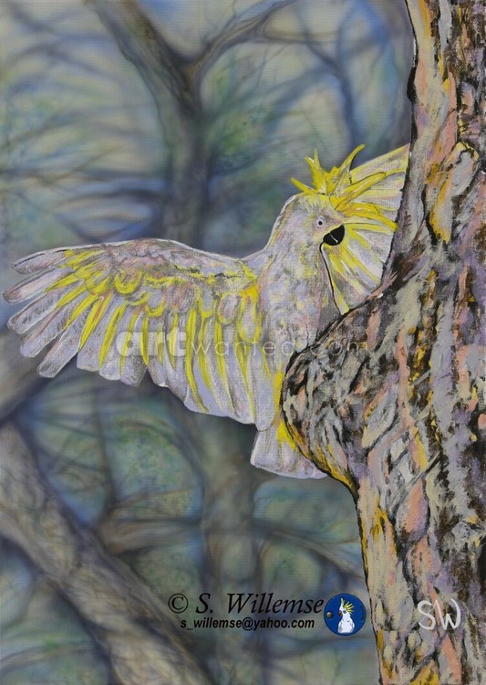 Sulphur- crested Cockatoo: Is anyone home? 