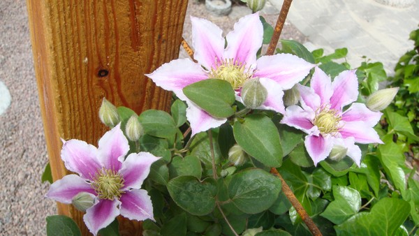 clematis