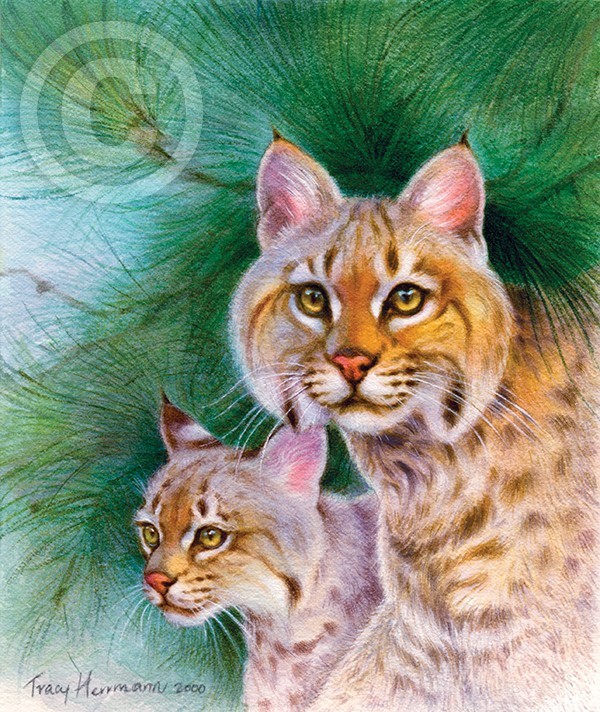Pinewood Bobcats