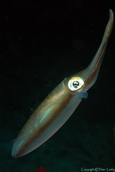 Squid VI