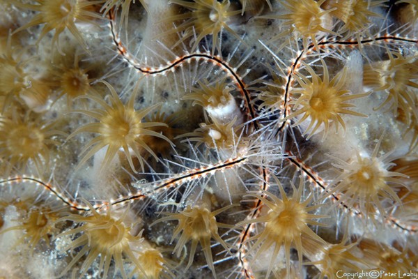 Tiny Brittle Star