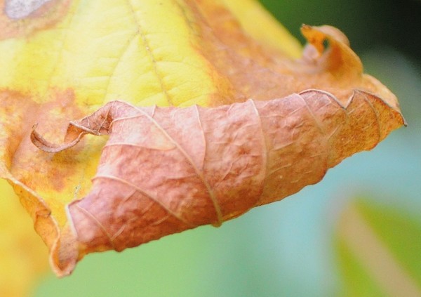 Autumn impressions II
