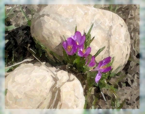 'Tween A Rock & A Hard Place Spirit Can Flourish