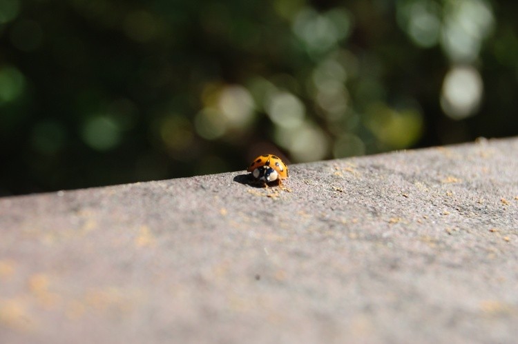 Ladybug