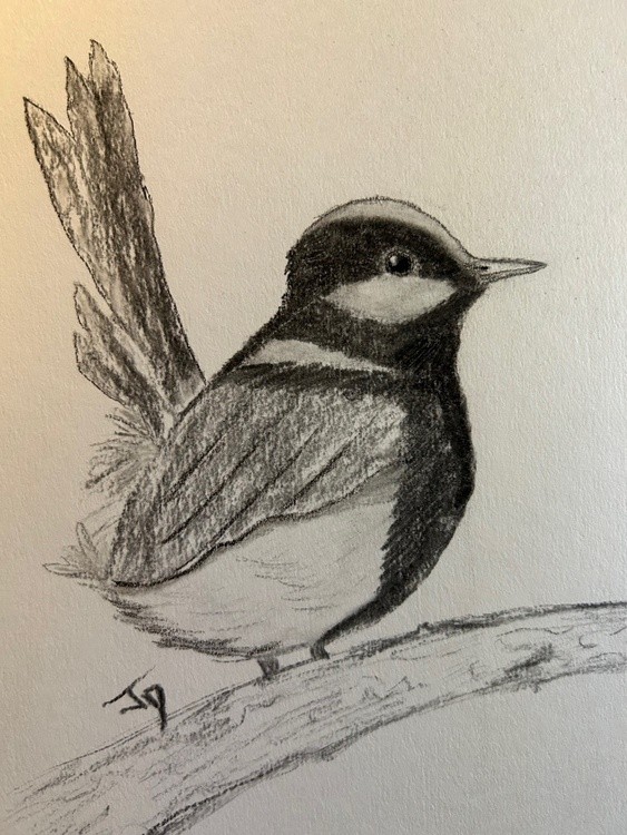 charcoal bird 233