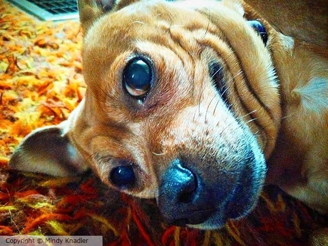 paco deerchihuahua dogsofinstagram