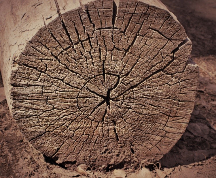 Log