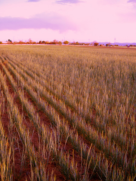 Field of Grain