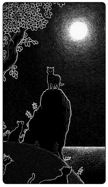 Cats