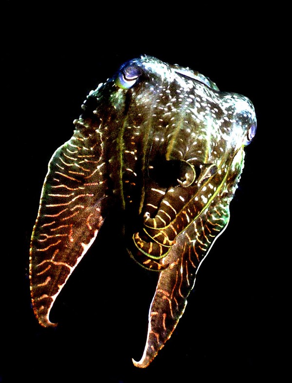 Cuttlefish