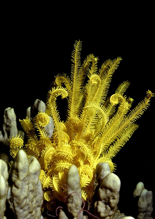 Feather Star, Ant Atoll