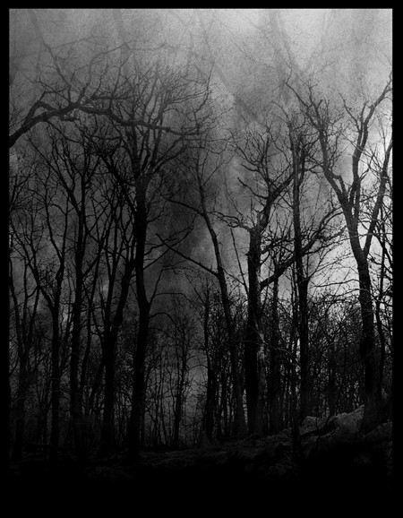 The Woods