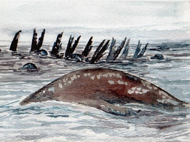 Sea Lion rafting
