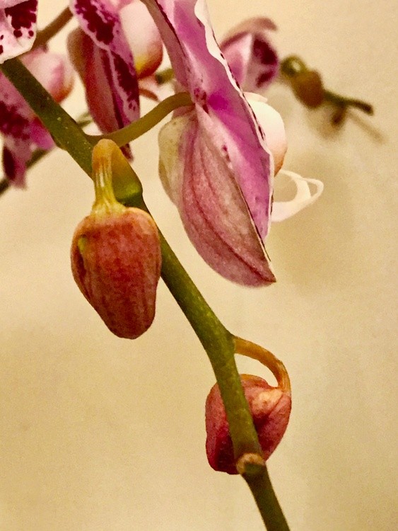 Orchid in a Vase
