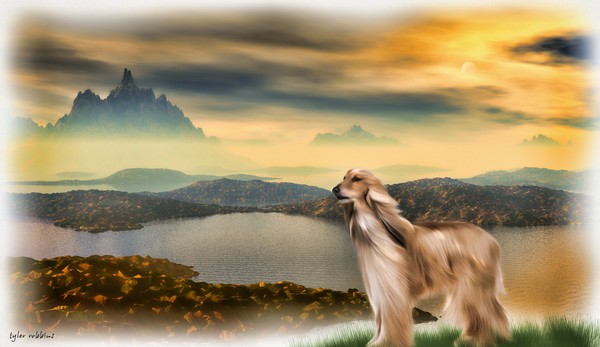 Airedale
