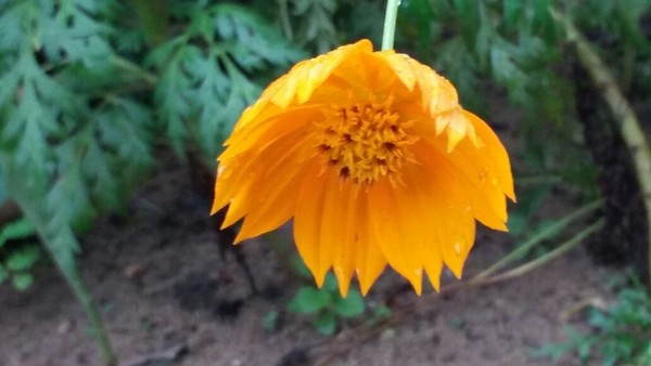 sun flower