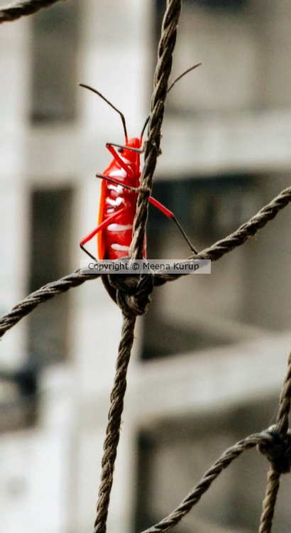 Dysdercus Cingulatus-Fabricius - Red cotton stainer bug
