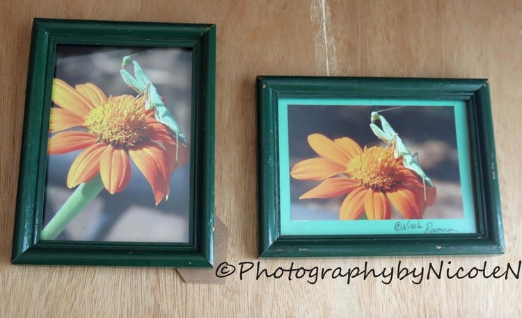 Framed Praying Mantis in the Garden  4 x 6 size