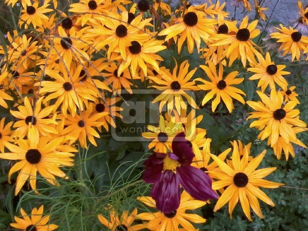 Black Eyed Susans
