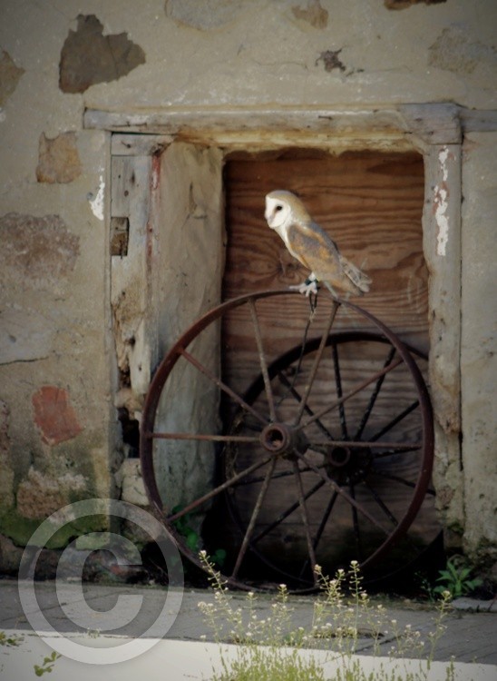 Barn Owl