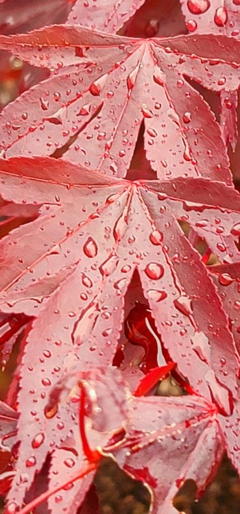Raindrops on red leaf