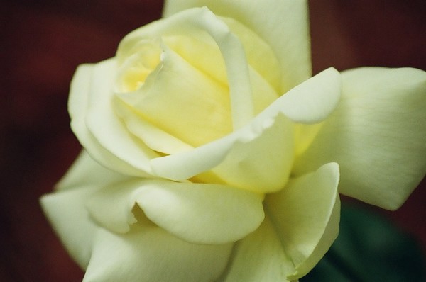 Purity