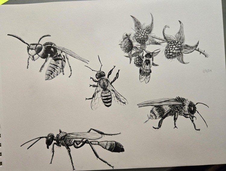 Bee Studies