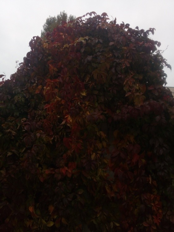 AutumnInUkraineC