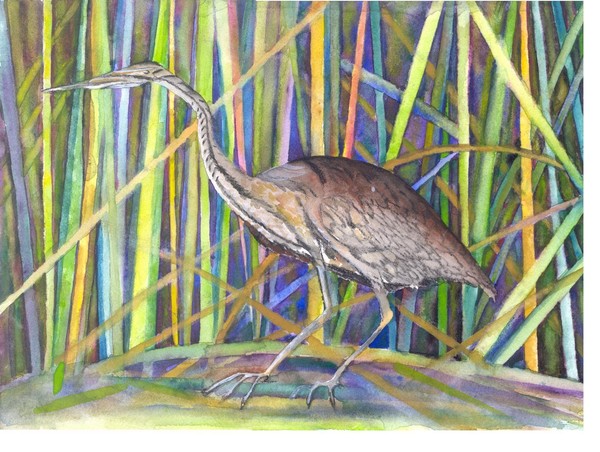 Heron Hiding in the Pond