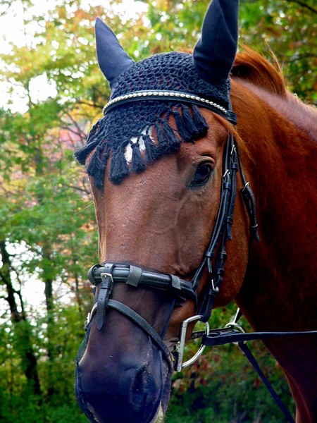Horse (2)