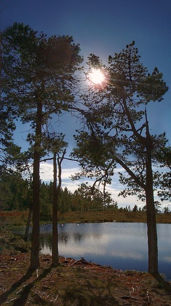 In the deep Norwegian woods