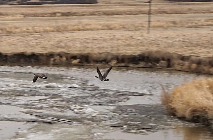 In Flight