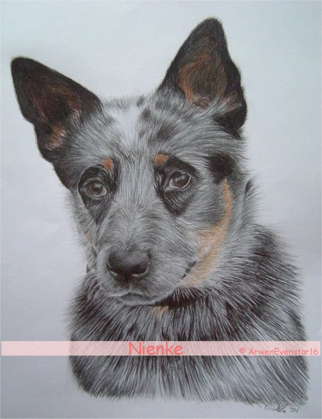 Sky -- Blue heeler